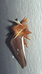 Cerodirphia apunctata