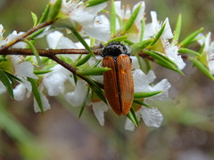 Castiarina rufipennis