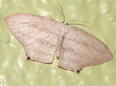 Acropteris ciniferaria