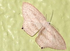 Acropteris ciniferaria