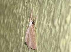 Acropteris ciniferaria