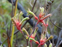 Anigozanthos flavidus