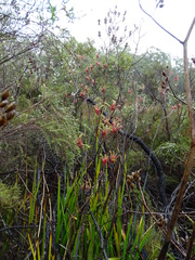 Anigozanthos flavidus