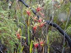 Anigozanthos flavidus
