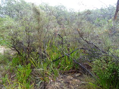 Anigozanthos flavidus