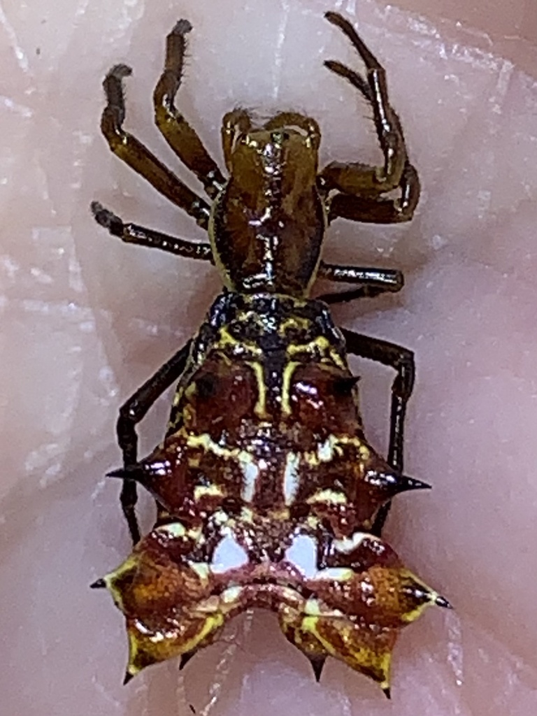 Spined Micrathena from Corpus Christi, TX, US on December 7, 2022 at 10