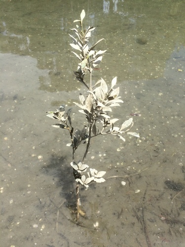 Avicennia marina iNat (2)