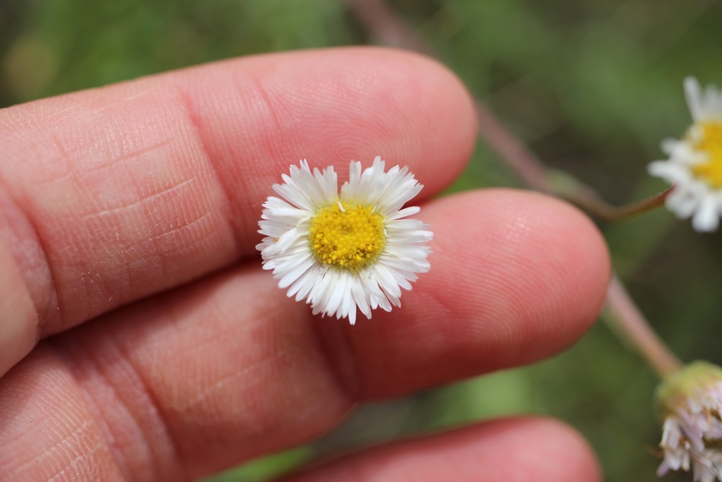 daisy fleabane from Maryfield No. 91, SK, CA on June 18, 2023 at 0833