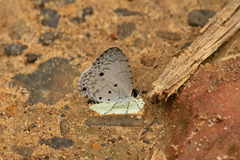 Megisba malaya sikkima