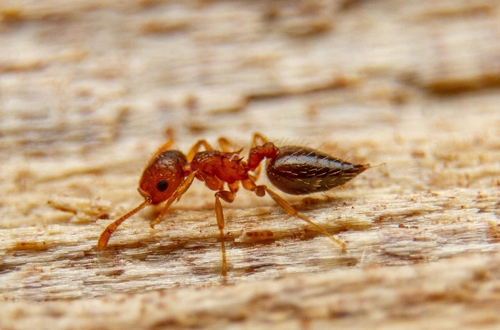 Crematogaster victimaCrematogaster victima