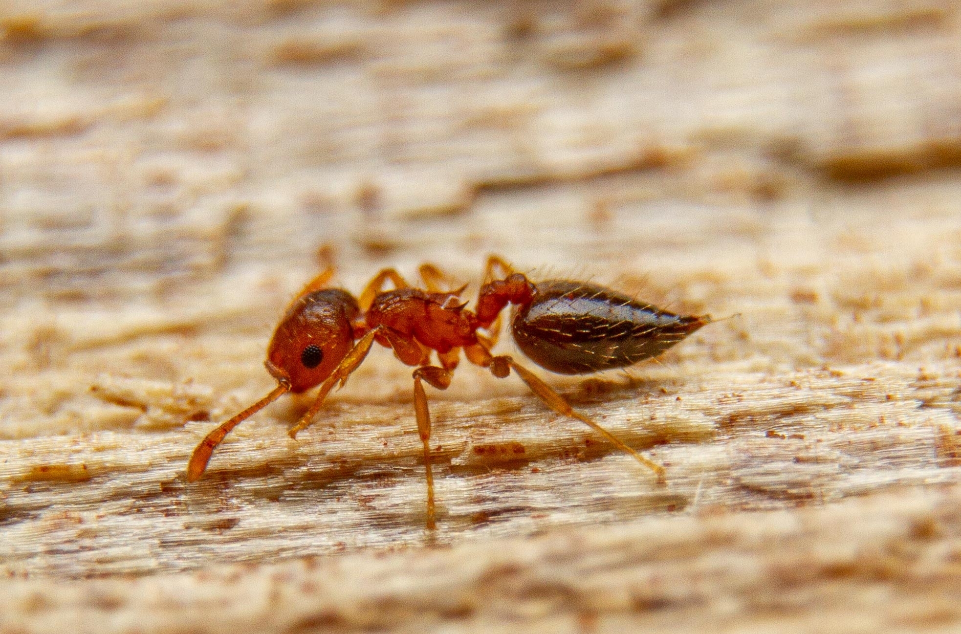 Crematogaster victima
