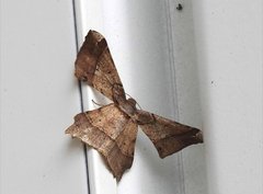 Krananda latimarginaria