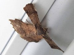 Krananda latimarginaria