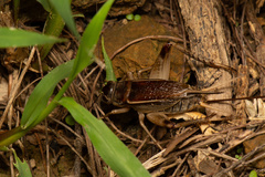 Teleogryllus mitratus