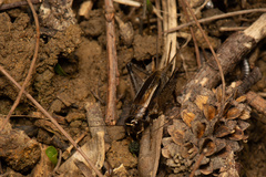 Loxoblemmus equestris