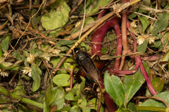 Teleogryllus occipitalis