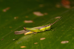 Gesonula punctifrons