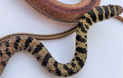 Ornate Olympic Snake