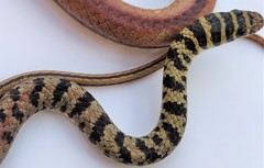 Psammophis praeornatus
