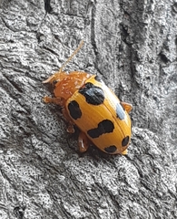 Podontia affinis