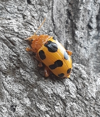 Podontia affinis