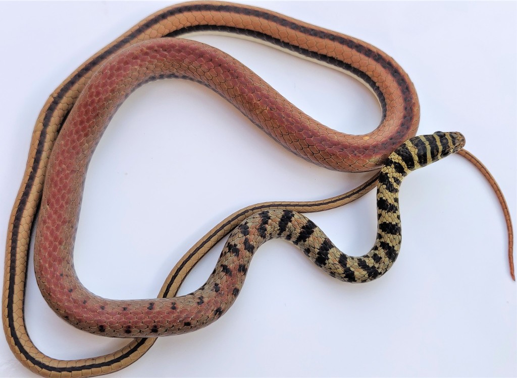 Ornate Olympic Snake