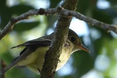Empidonax virescens