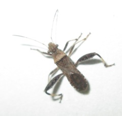 Heegeria tangirica