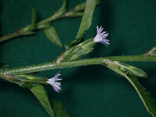 Image of Pseudelephantopus spicatus by (c) Dominik Maximilián Ramík, some rights reserved (CC BY)