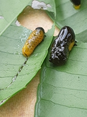 Podontia affinis