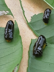 Podontia affinis