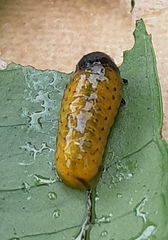 Podontia affinis
