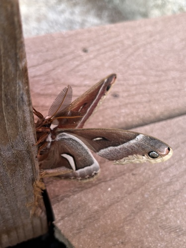 iNaturalist observation photo of Ceanothus Silk Moth