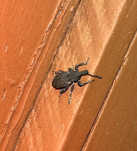iNaturalist observation photo of True Weevils