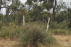 Xanthorrhoea caespitosa
