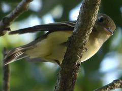 Empidonax virescens