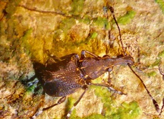 Hoplorhaphus spinifer