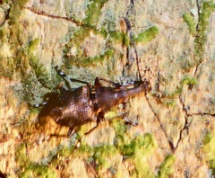 Hoplorhaphus spinifer