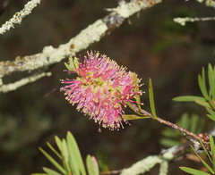 Melaleuca wimmerensis