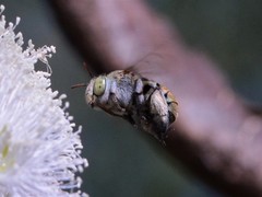 Amegilla aeruginosa