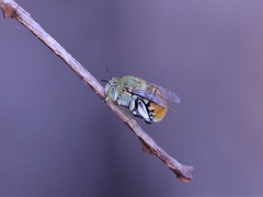 Amegilla aeruginosa