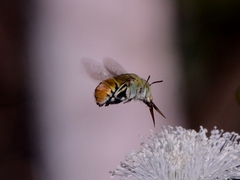 Amegilla aeruginosa