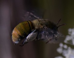Amegilla aeruginosa