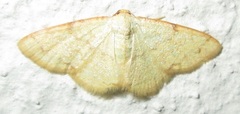 Heterostegane auranticollis