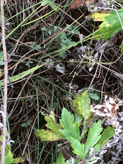 Callipepla californica