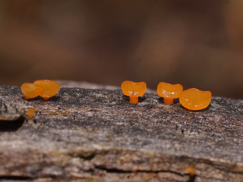 Heterotextus peziziformis image