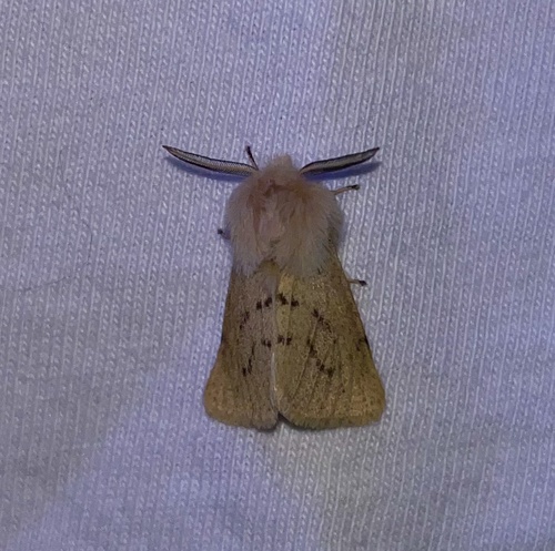 iNaturalist observation photo of Wandering Tiger Moth