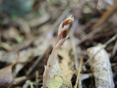 Danhatchia australis