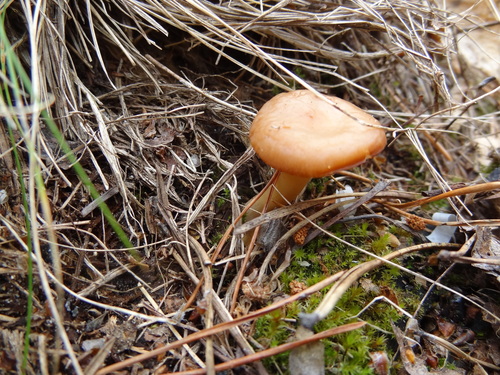 Rhizocybe vermicularis image