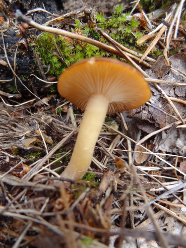 Rhizocybe vermicularis image